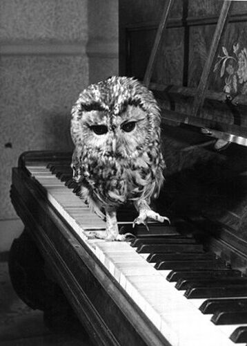 owl_on_piano